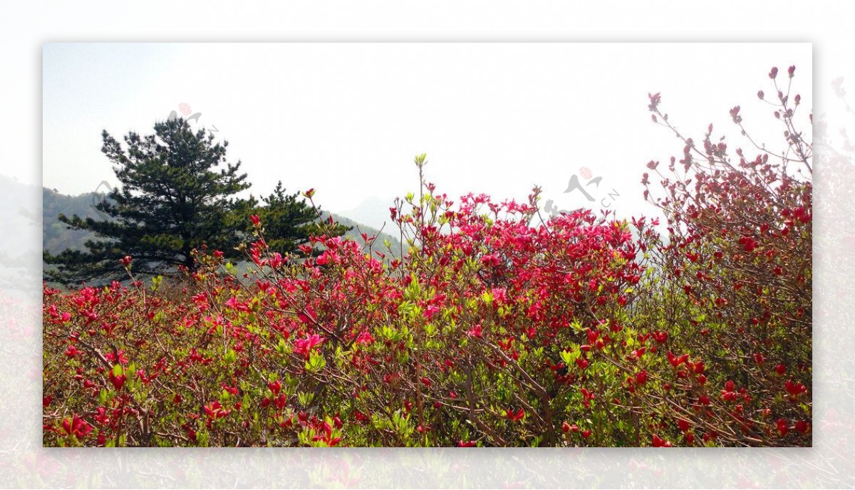 大别山杜鹃节图片