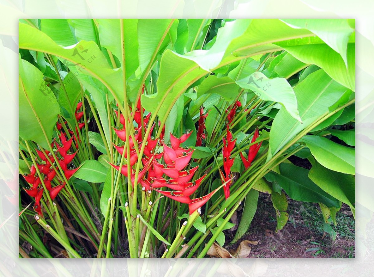 西双版纳植物园热带植物图片