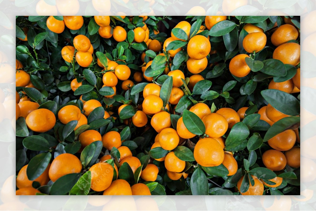 新鲜水果 橘子摄影图__水果_生物世界_摄影图库_昵图网nipic.com