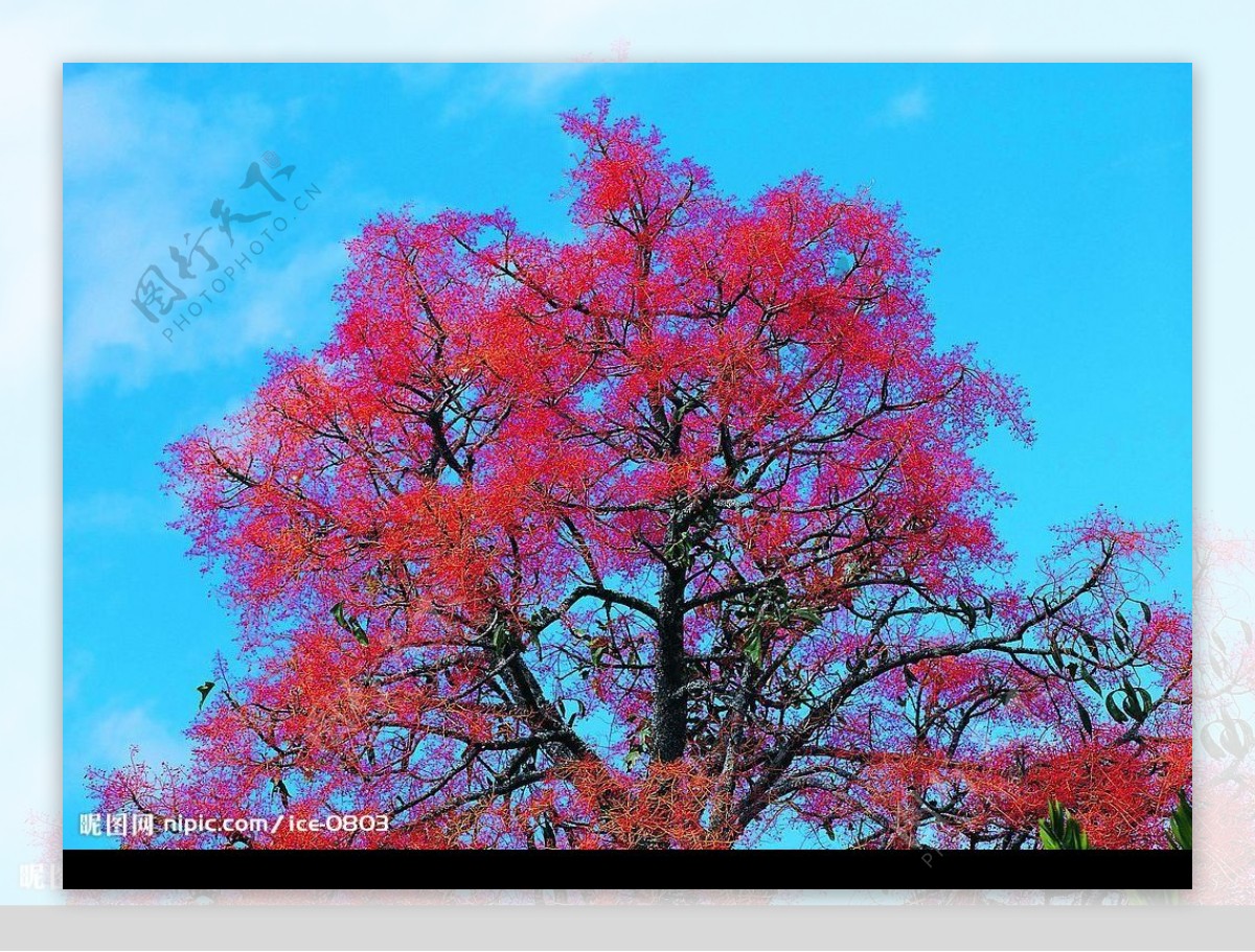 红叶子的树图片