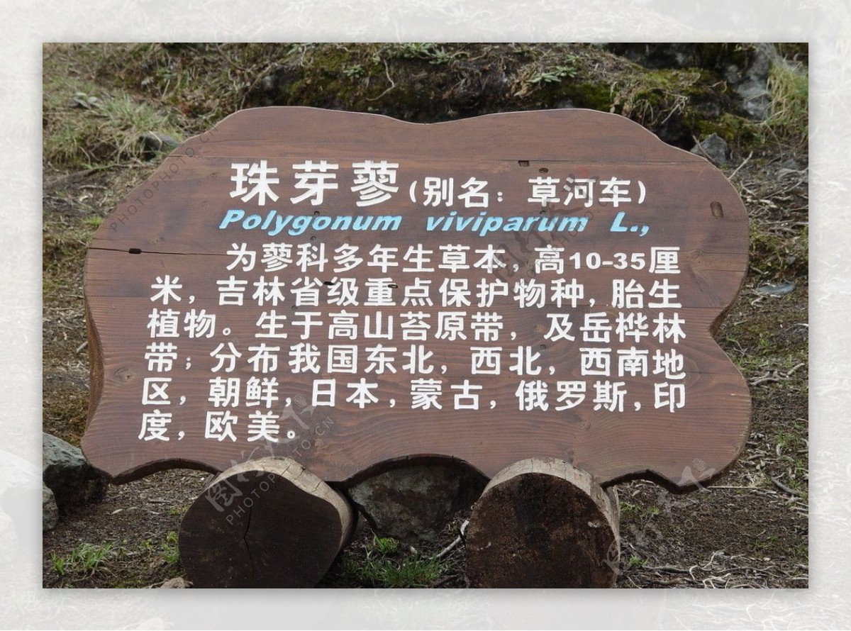 长白山高山苔原带植被标牌图片