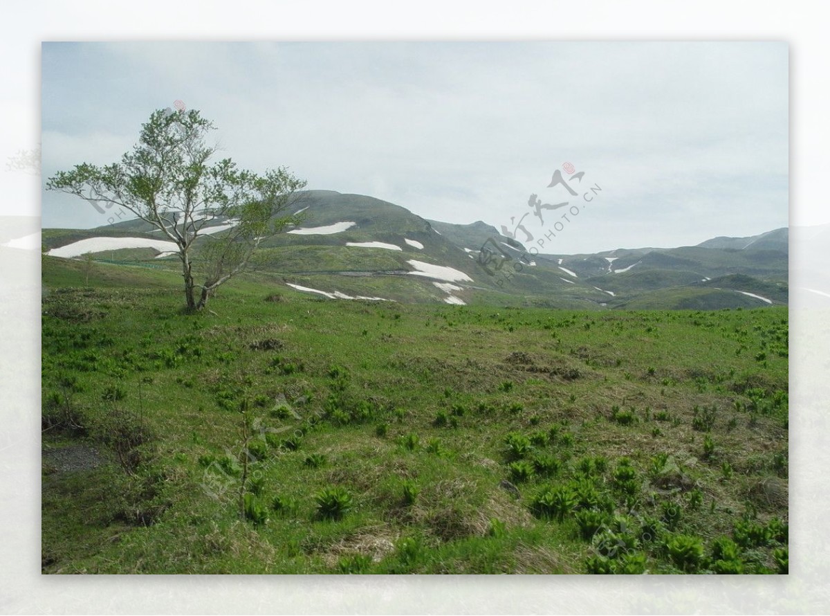 长白山岳桦林带与高山苔原带交界处图片