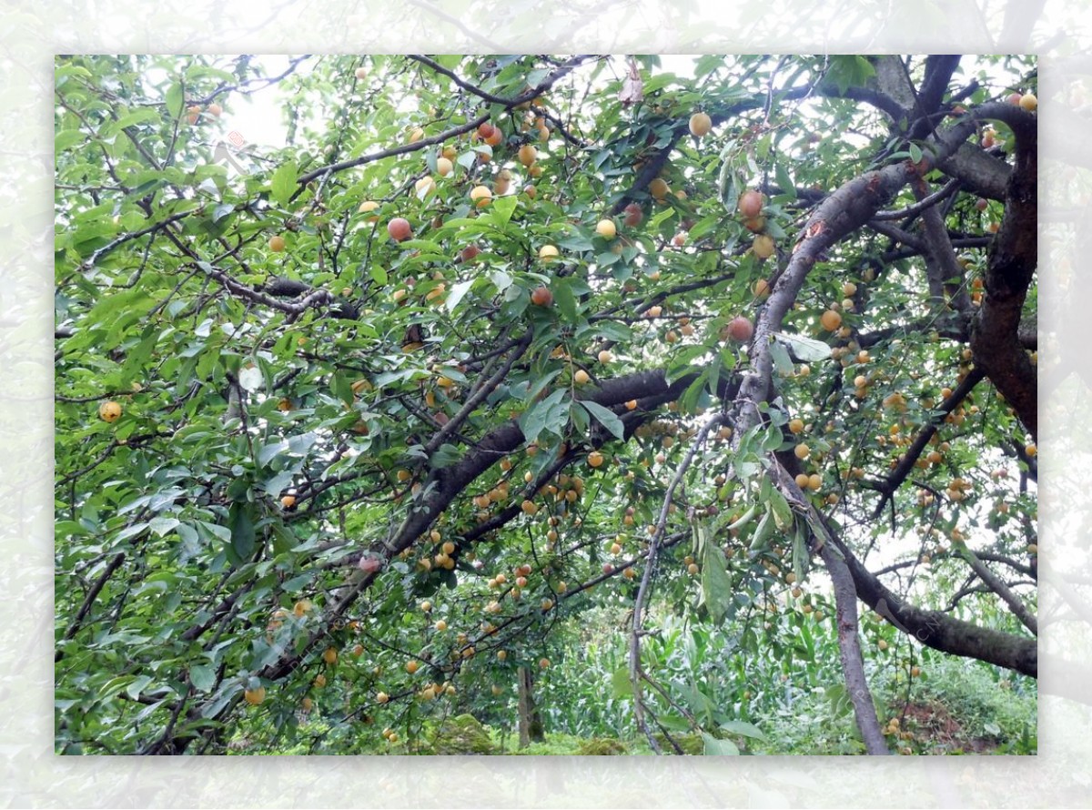 树上的黄李子照片摄影图片_ID:349735899-Veer图库