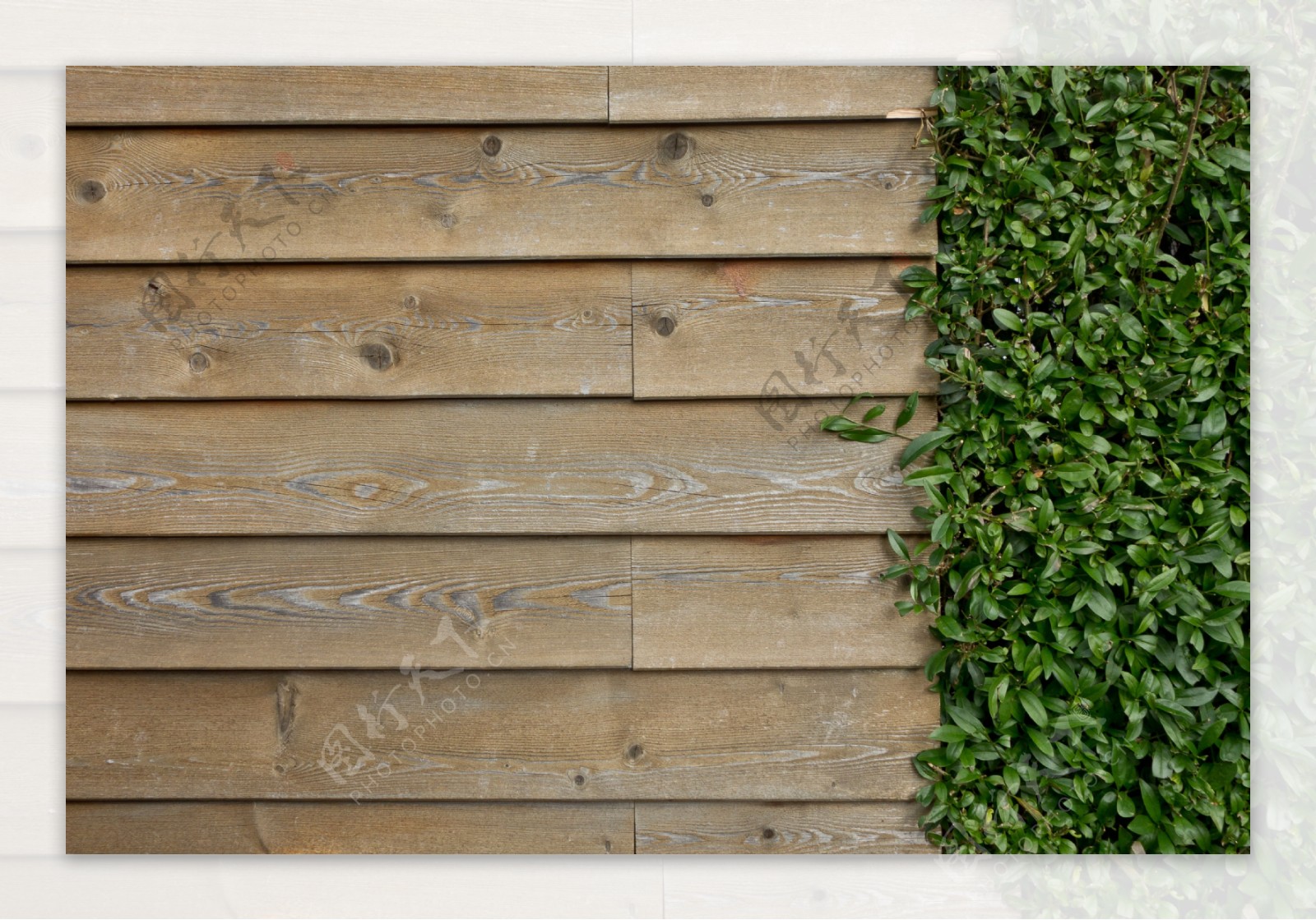绿色植物木墙图片