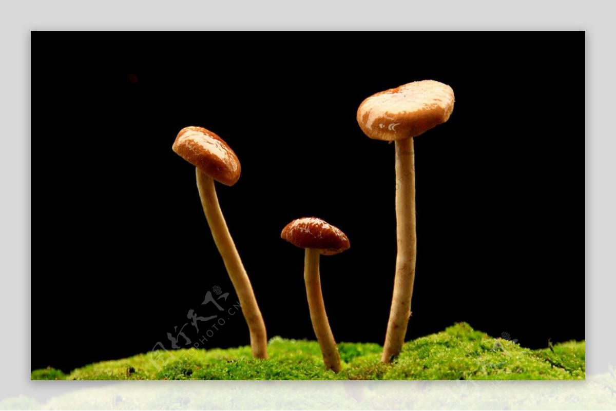 野外蘑菇特写摄影jpg图片免费下载_编号18ghx9g3v_图精灵