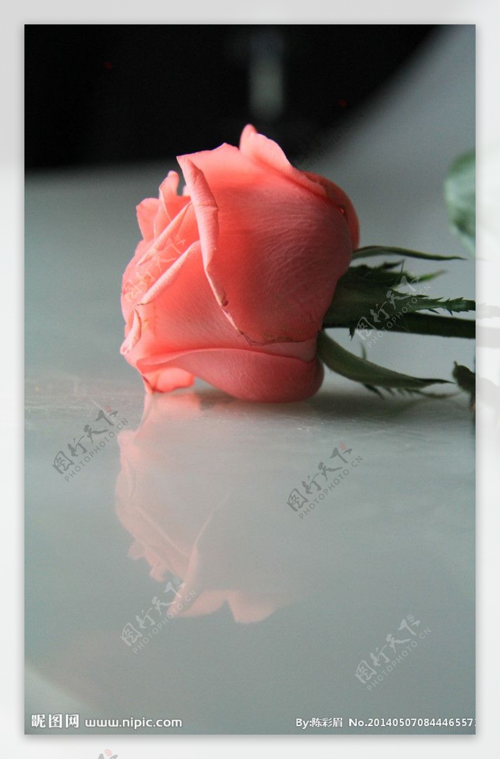 静物玫瑰花图片