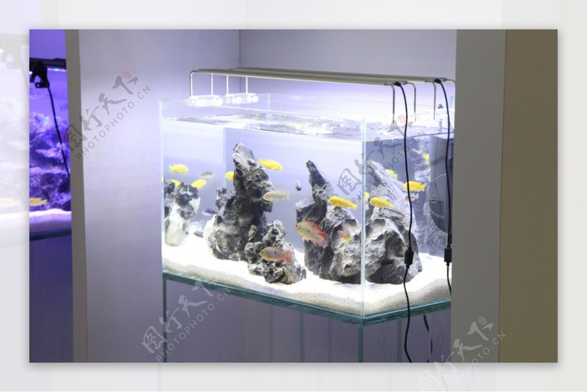 水族箱鱼缸海水缸图片