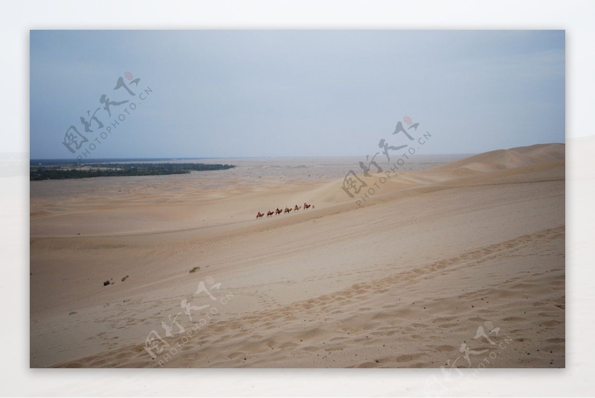 沙漠之舟图片
