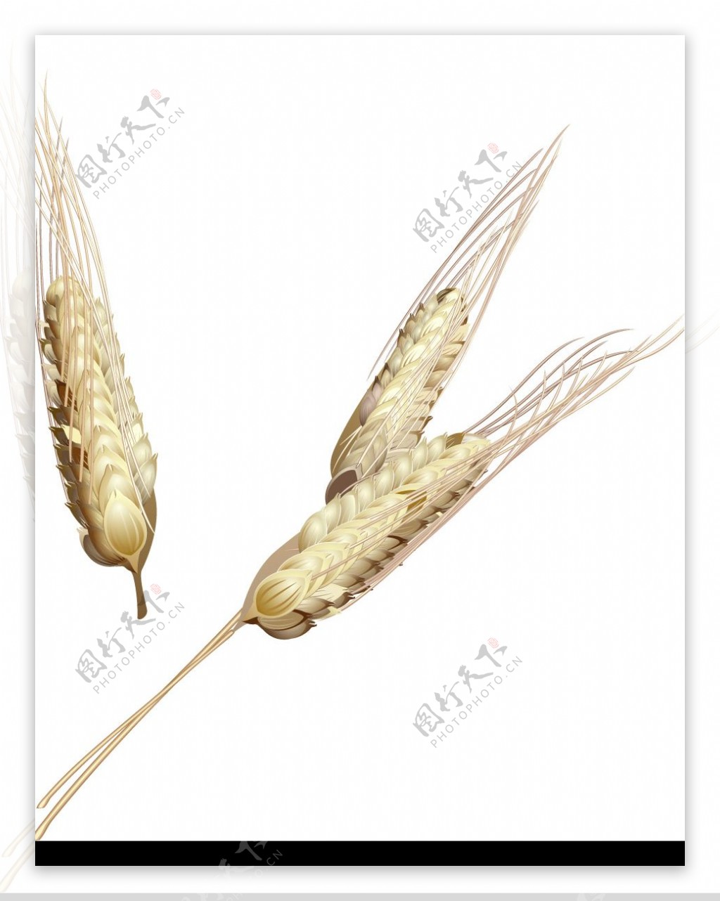 玉米小麦水稻图片