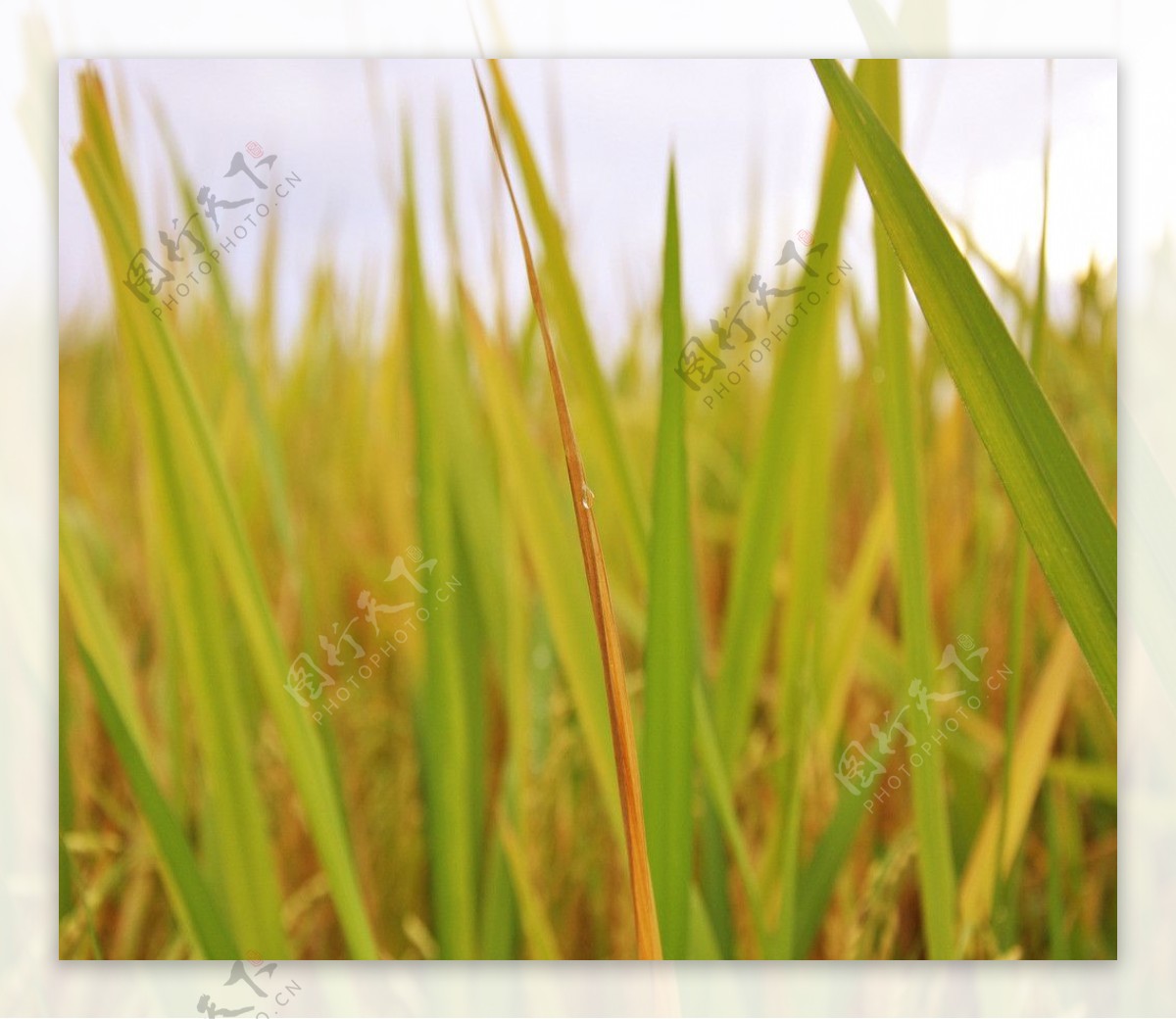 绿色养眼稻田图片