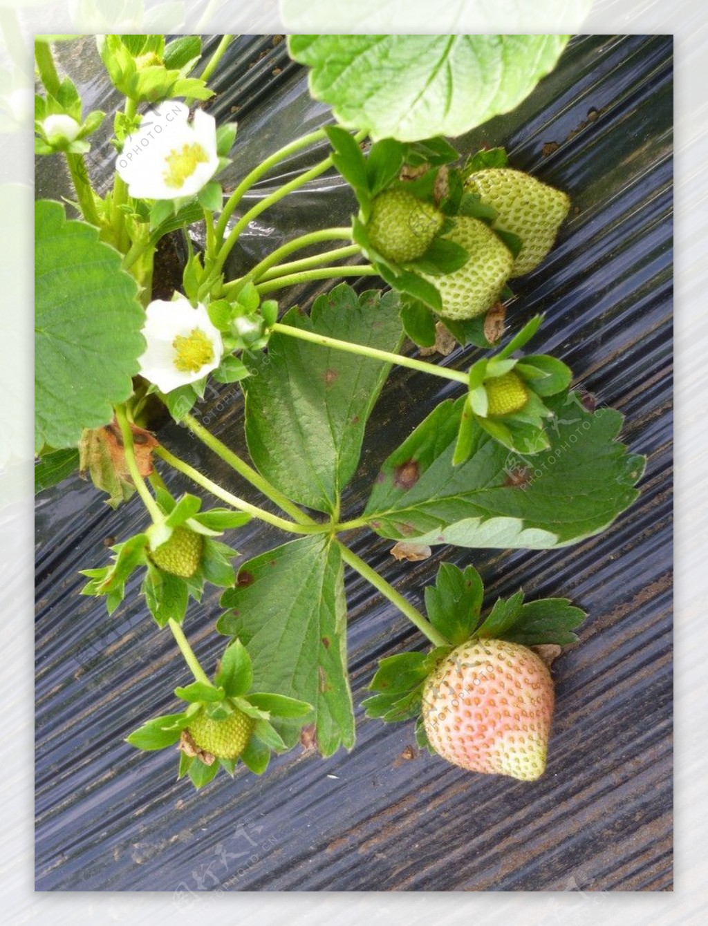 青草莓图片