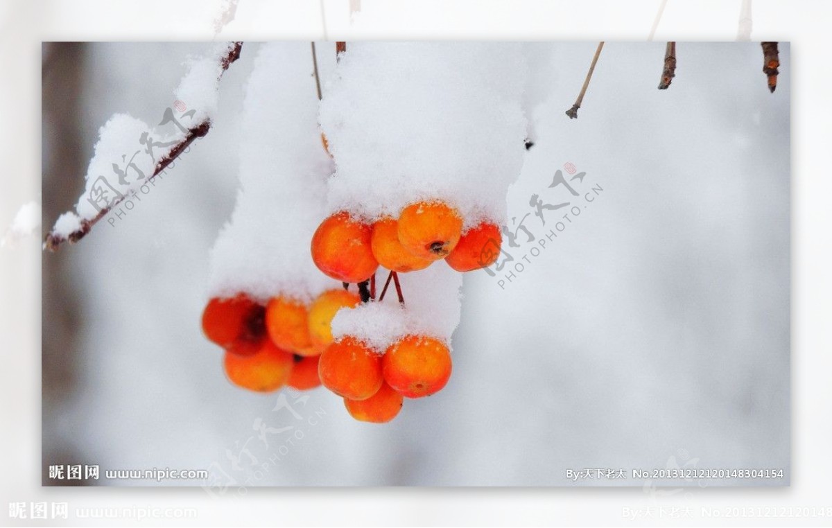 雪景红果图片