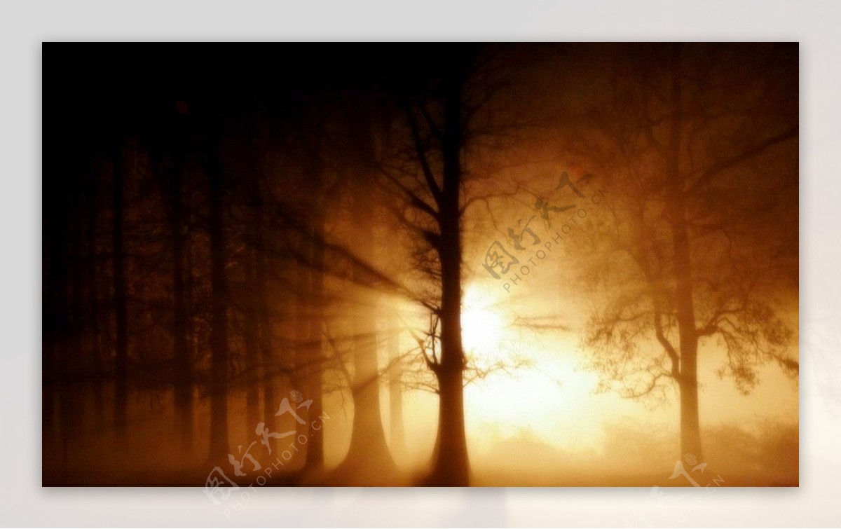 黄昏神秘树林图片