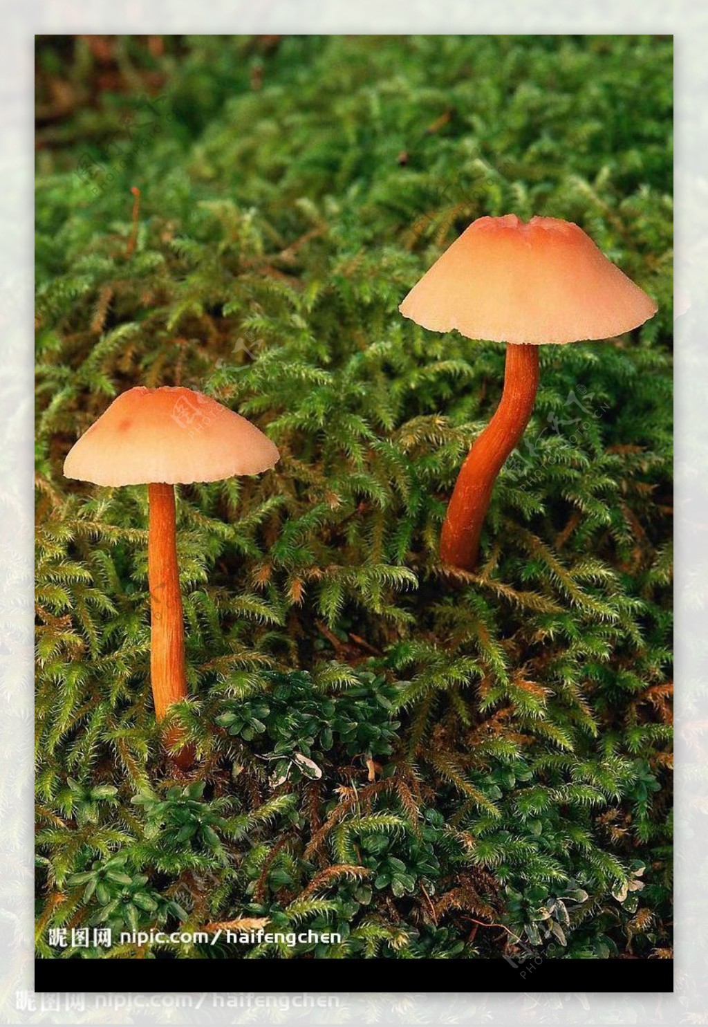 蘑菇图片素材-编号10019035-图行天下