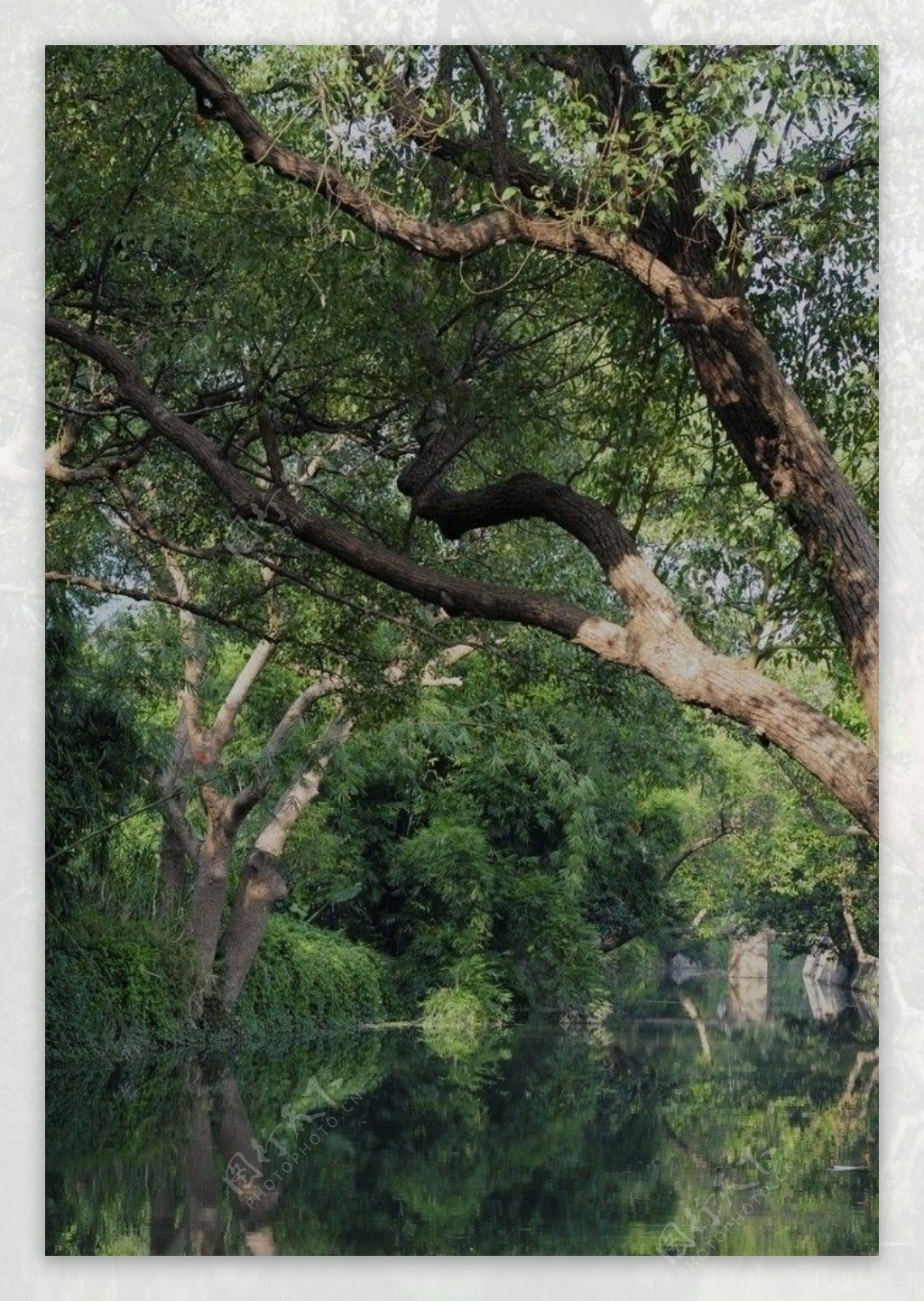 中山小河涌绿树成荫的美景图片