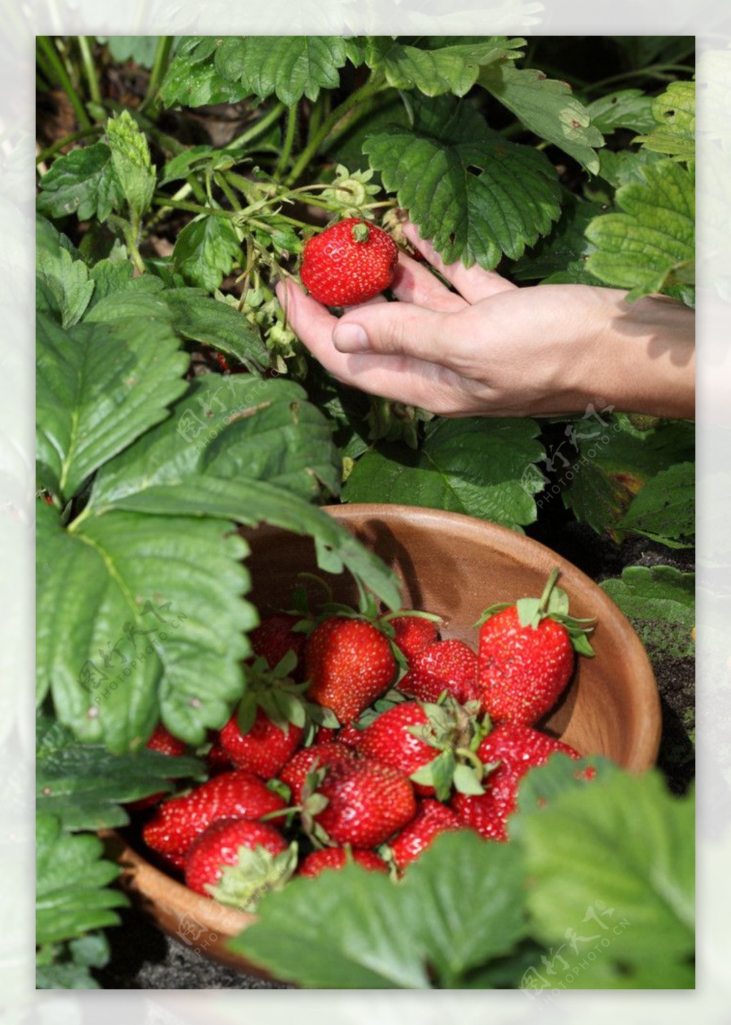 草莓摘草莓图片