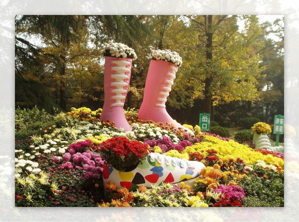 菊花包围的靴子图片
