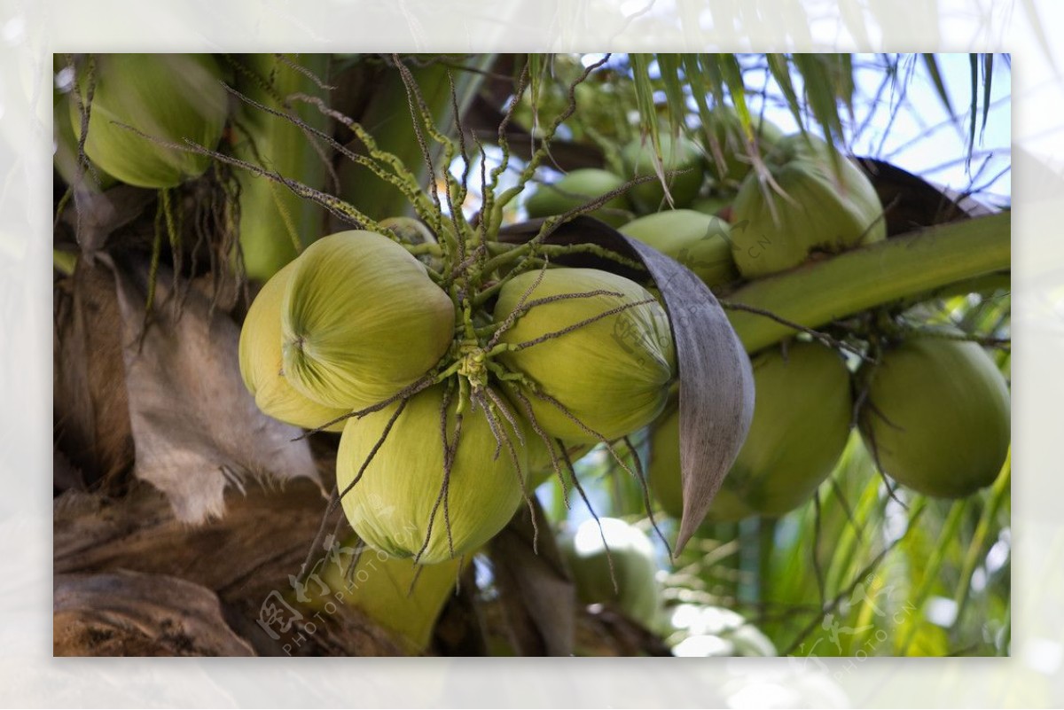 蜈支洲岛椰树图片