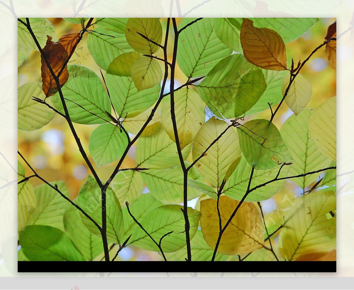 秋之树叶图片