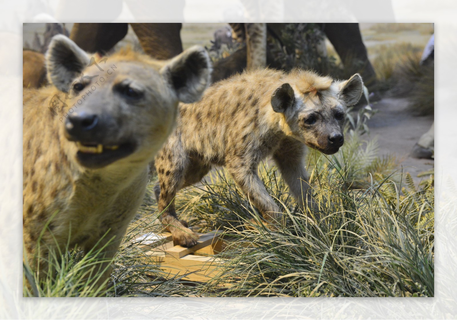 斑点鬣狗幼崽和母亲在南非克鲁格国家公园。高清摄影大图-千库网