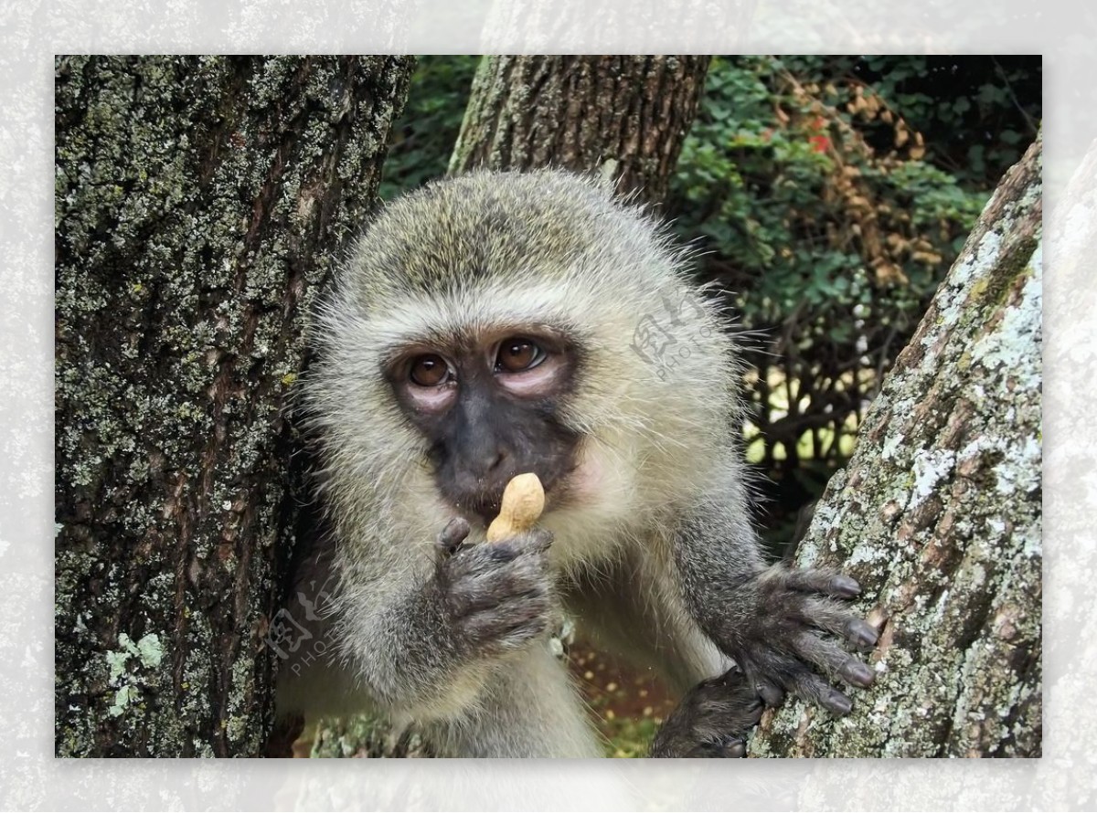 猴子摄影图高清摄影大图-千库网