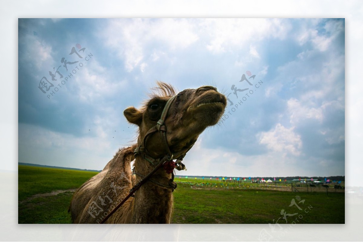 中都草原的骆驼图片
