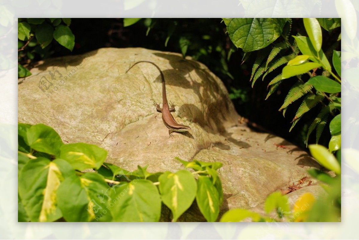 日光浴的蜥蜴图片