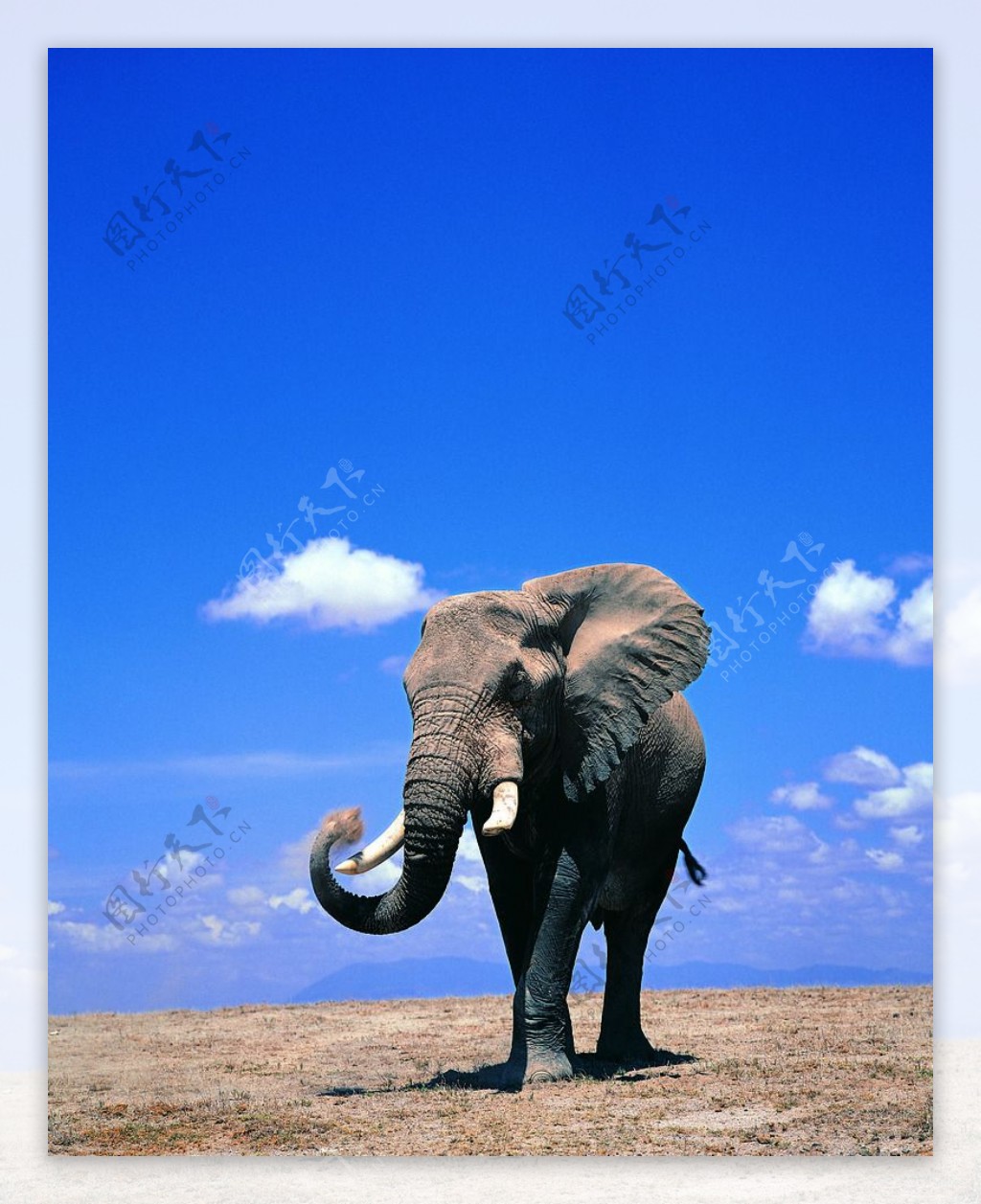 大象图片素材-编号39666370-图行天下