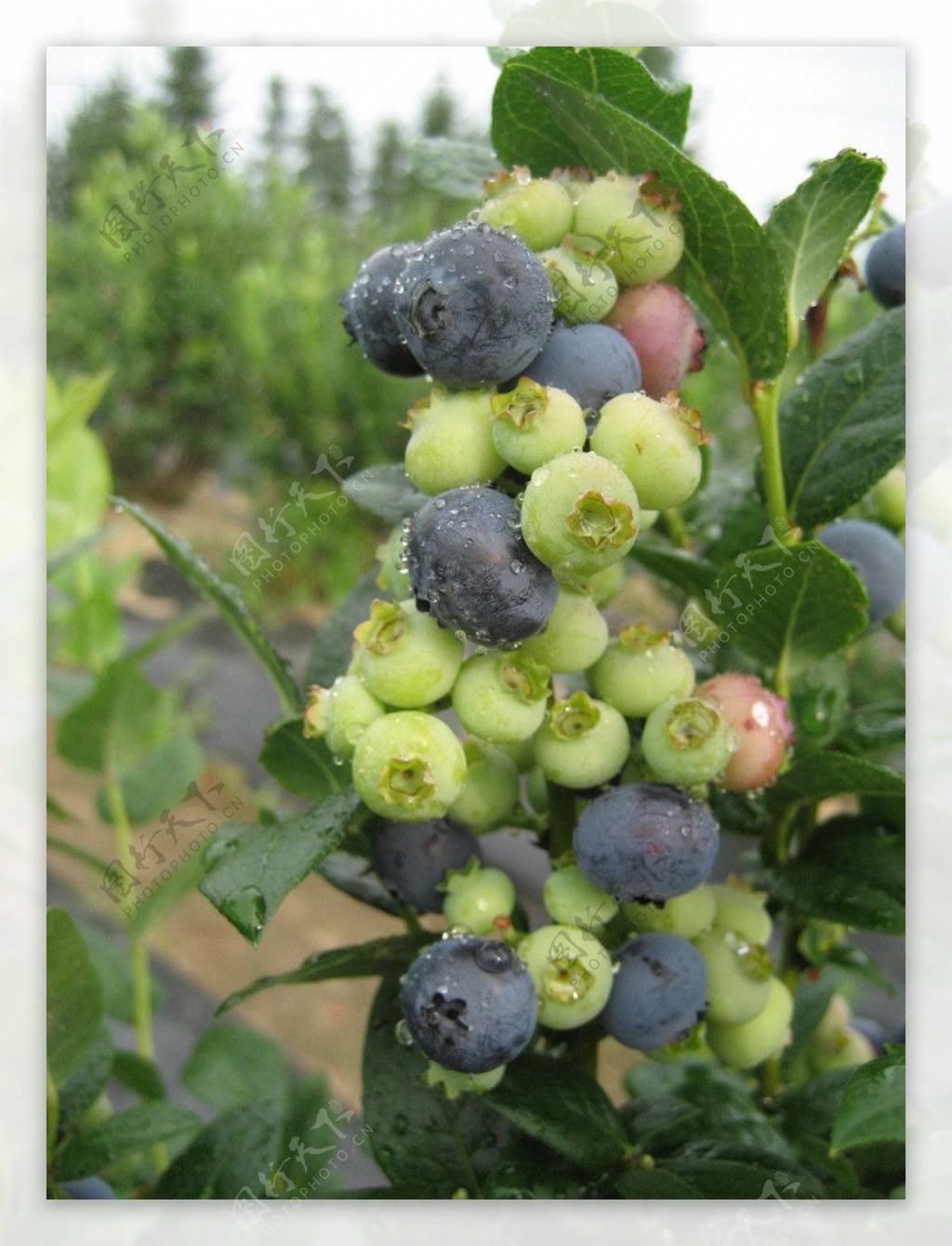 高清蓝莓大图图片