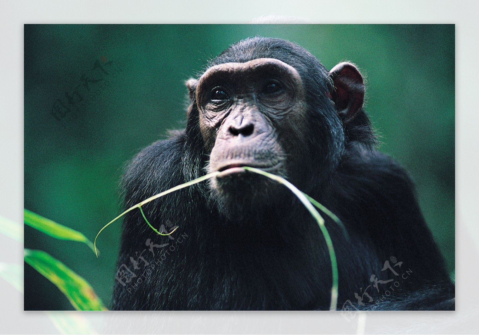 猩猩猴子猿猴图片