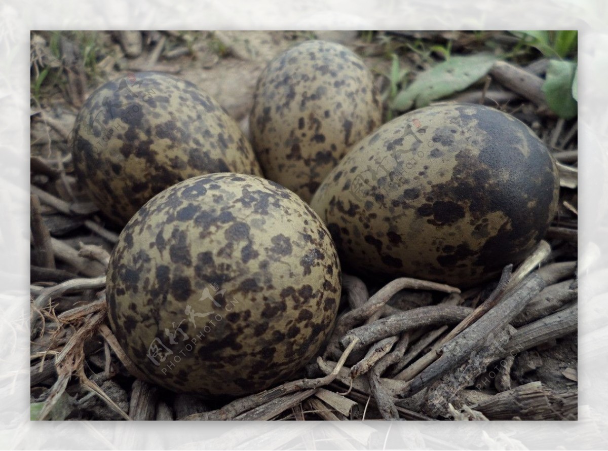 彩鹬蛋鸟蛋图片