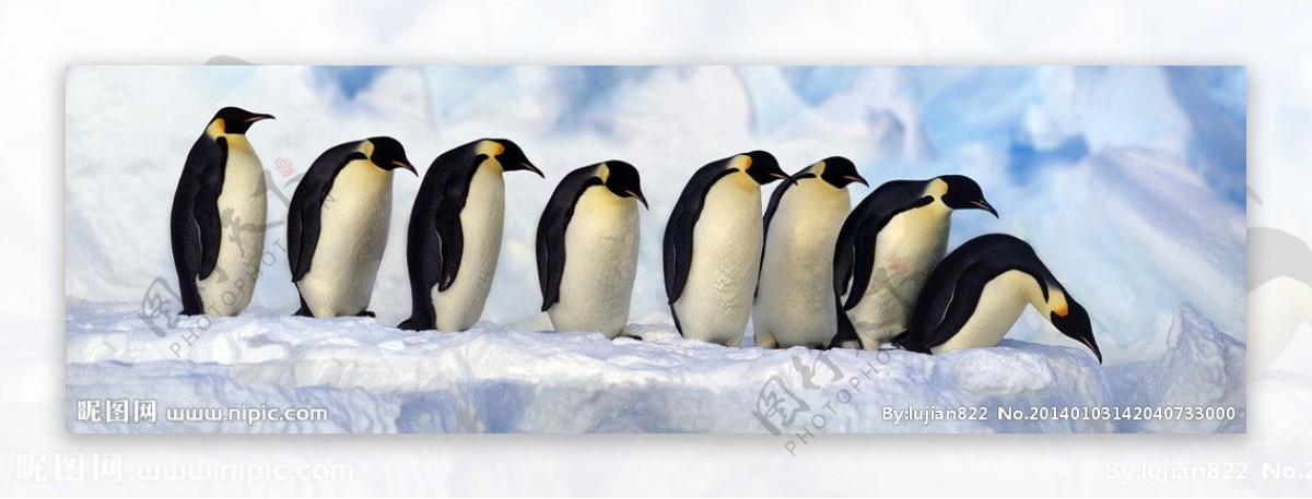 南极洲的企鹅图片