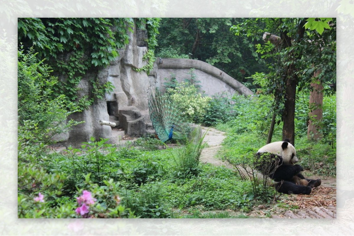 孔雀和熊猫图片