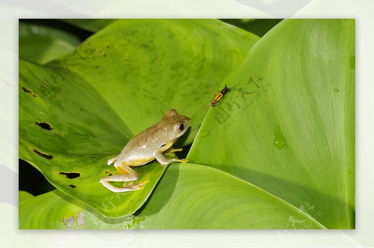 蛙与虫的对峙图片