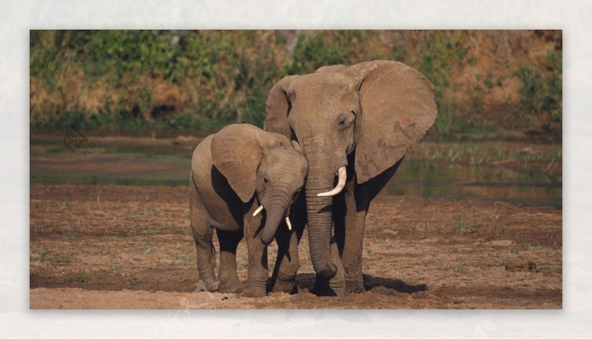 大象母子图片
