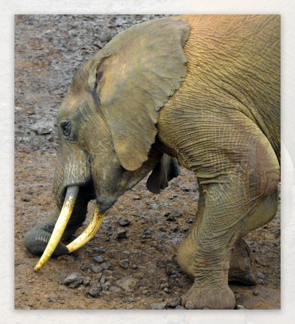 大象掏鼻子图片
