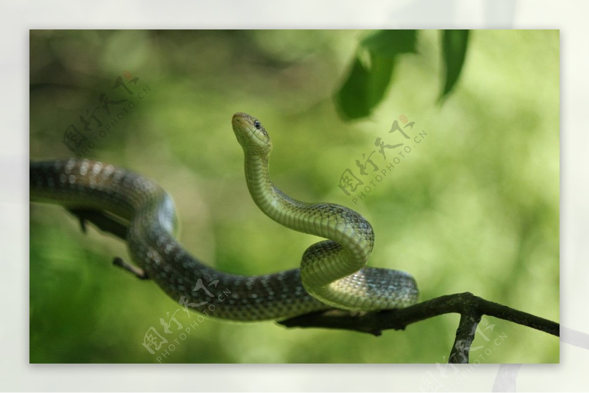沙地上的毒蛇图片素材-编号26800139-图行天下