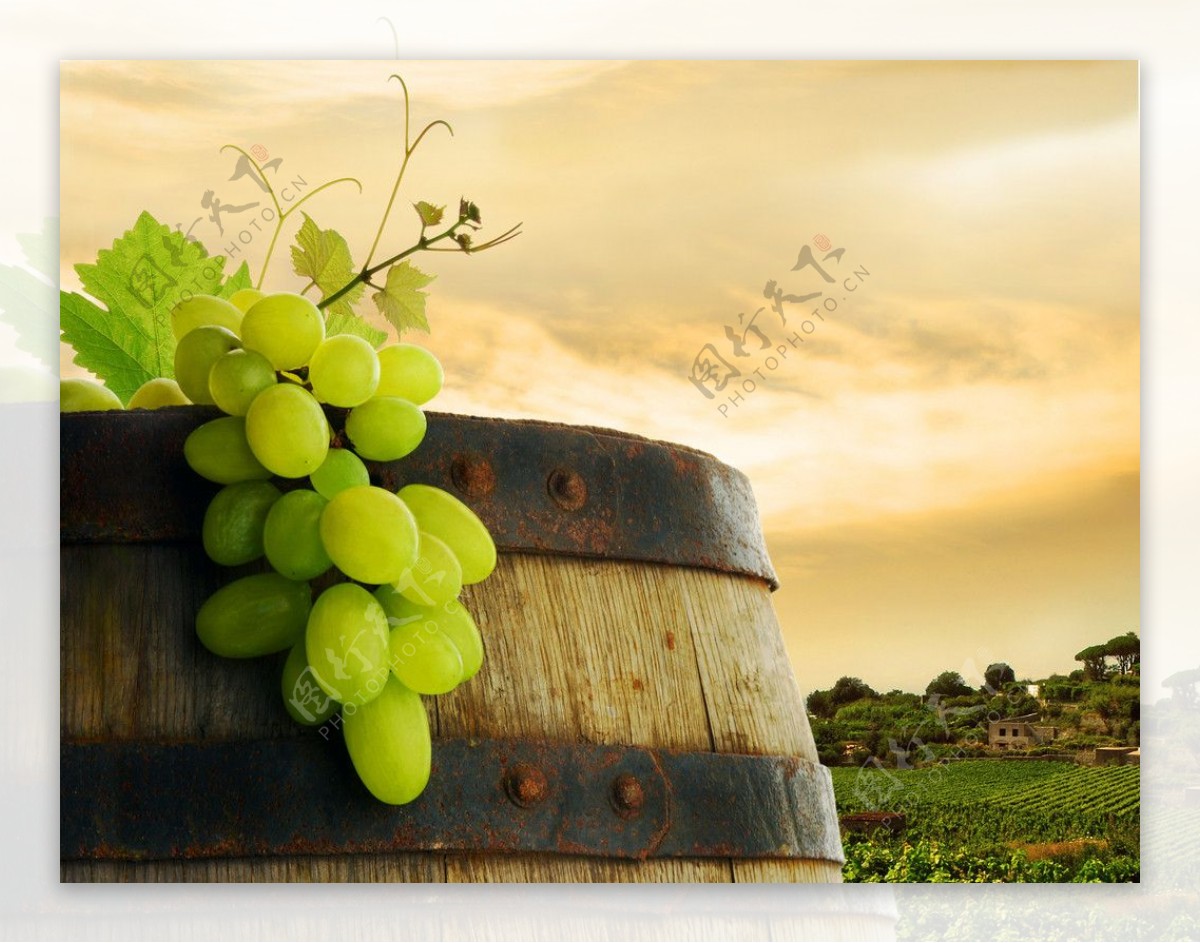 绿色葡萄酒罐木桶图片