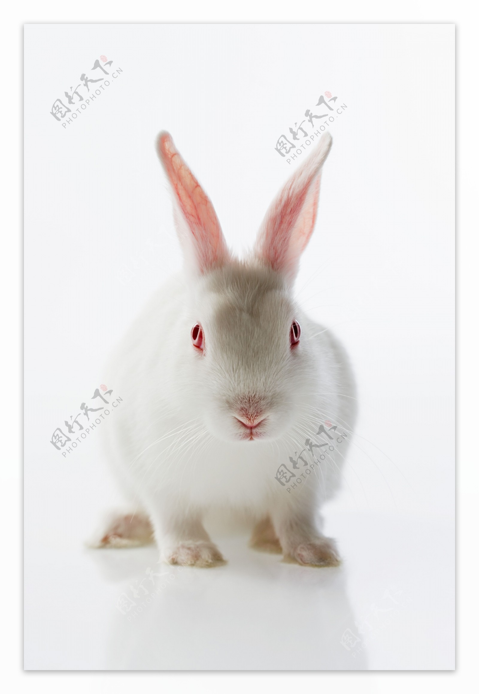 可爱小白兔图片素材-编号27195003-图行天下