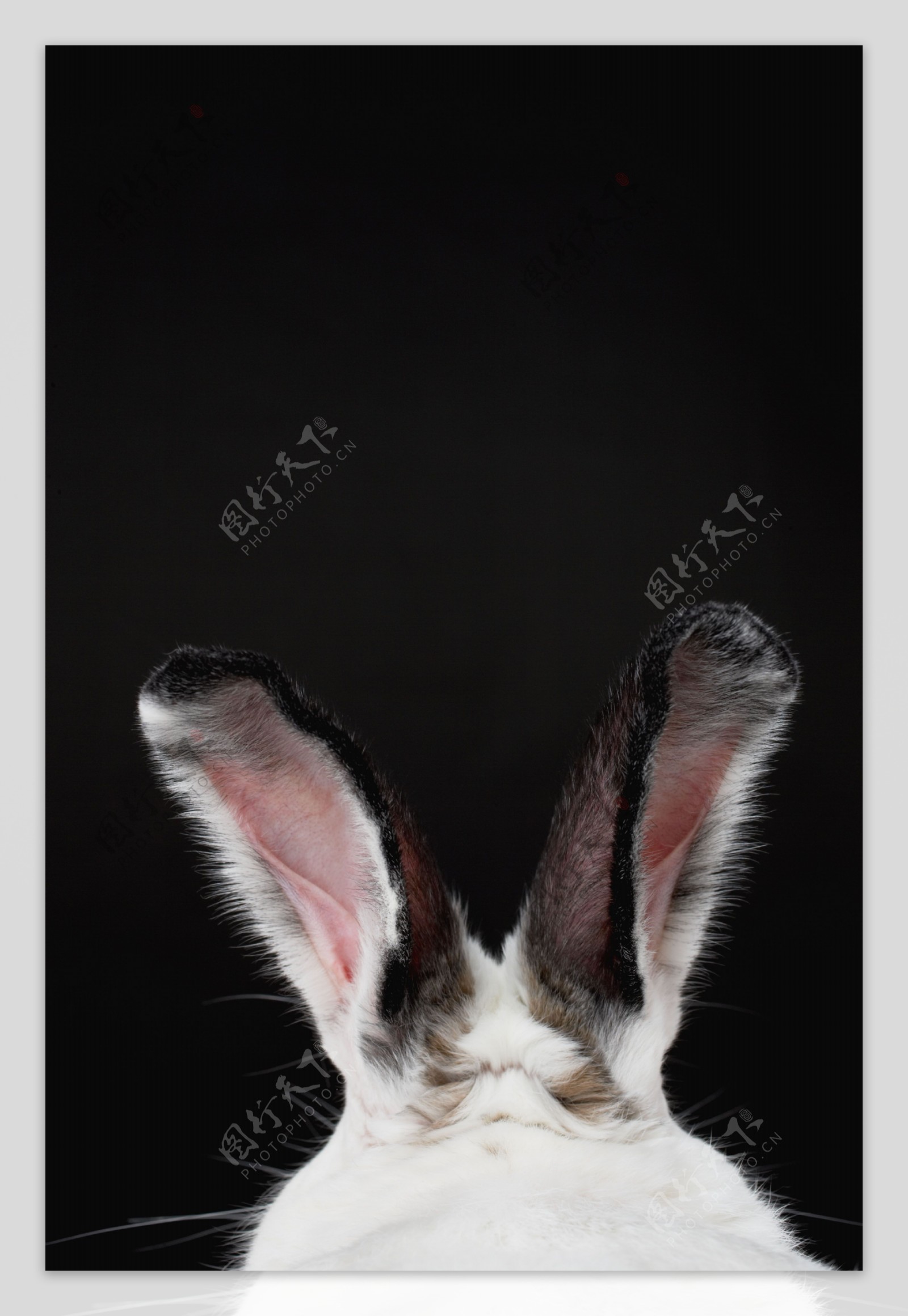 兔耳朵图片