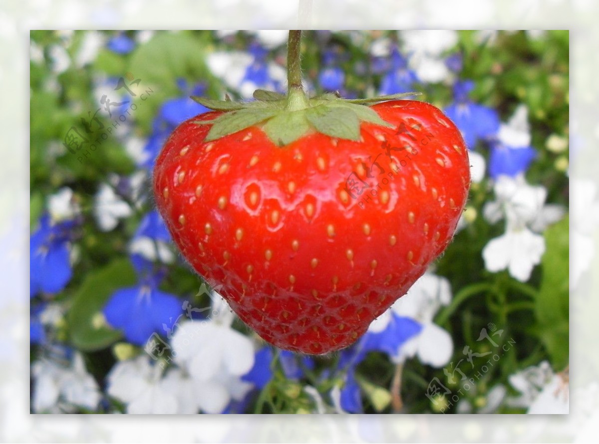 草莓与花图片