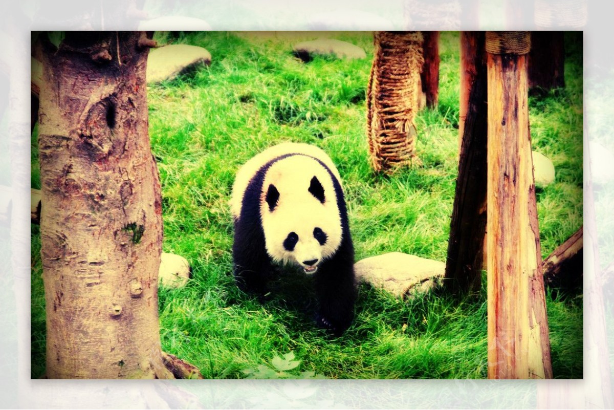 大熊猫猫熊图片