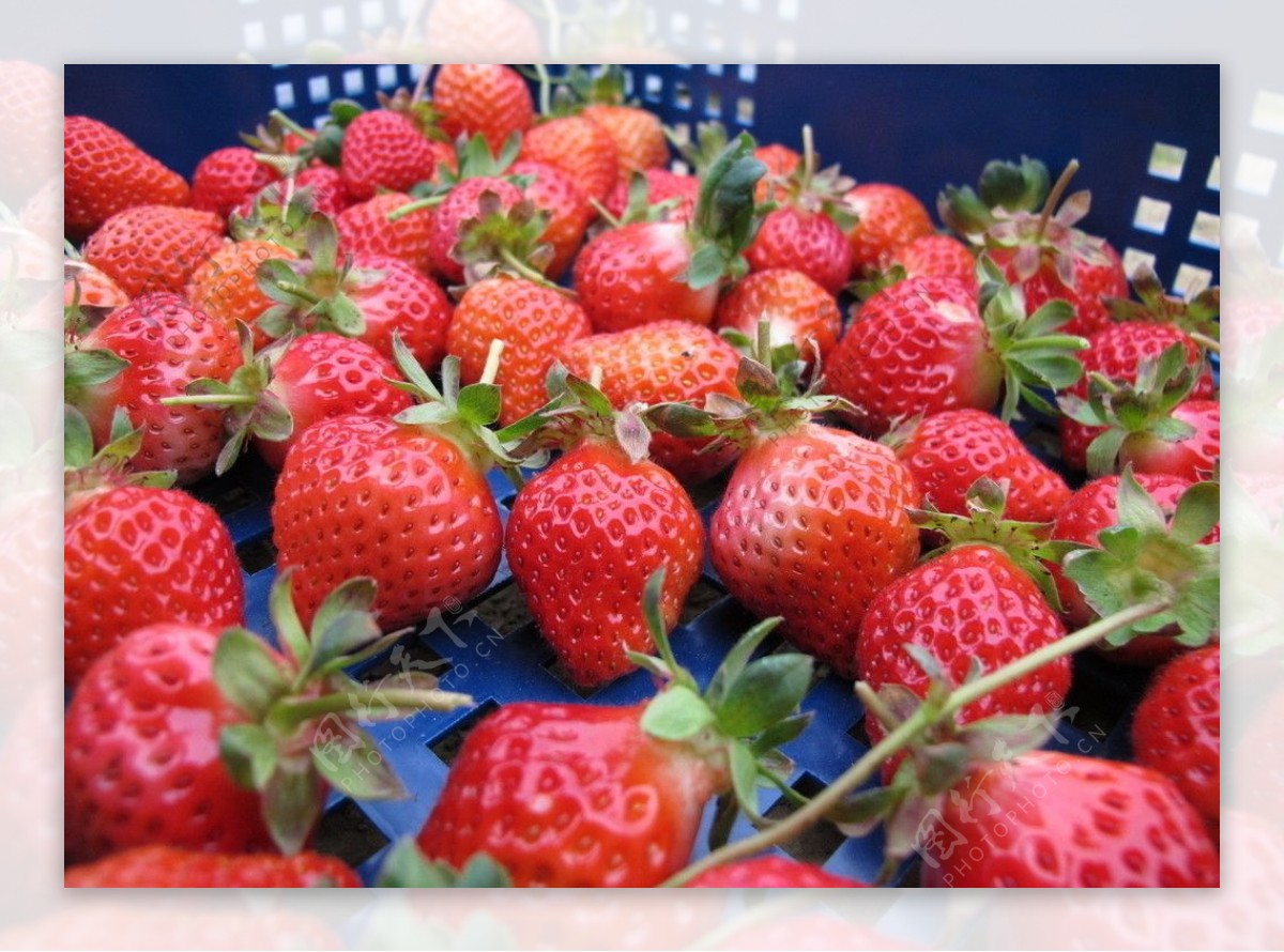 草莓strawberry图片