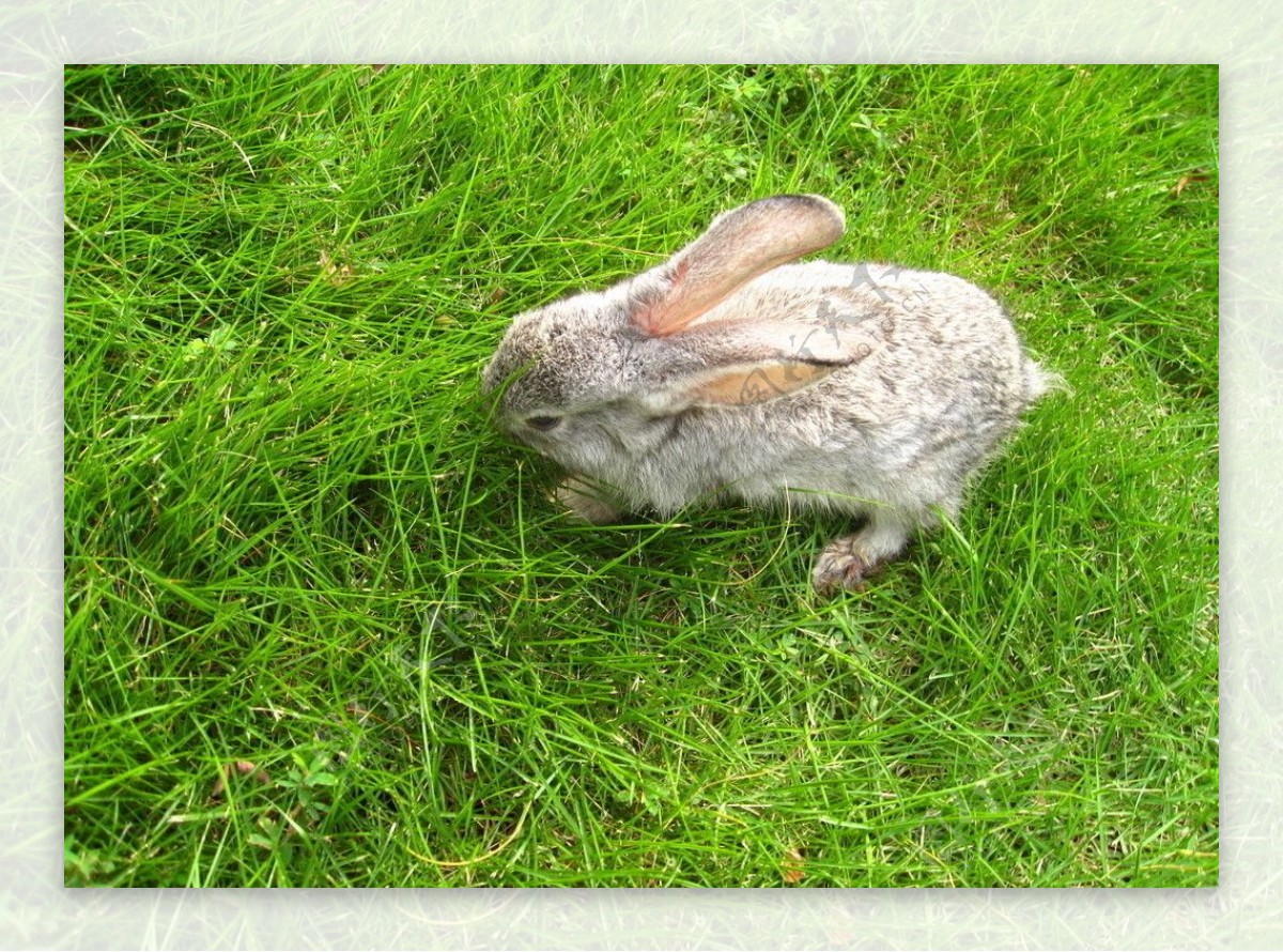灰兔子的选择性摄影 · 免费素材图片