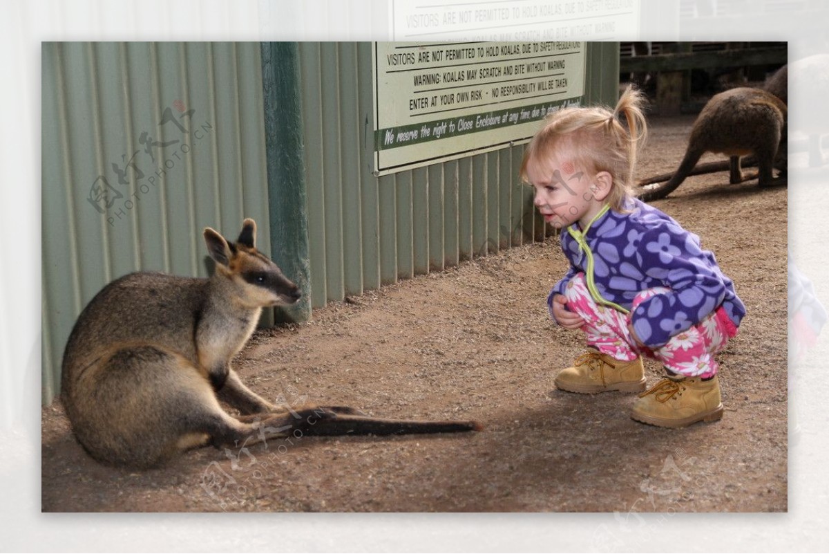 澳洲袋鼠图片