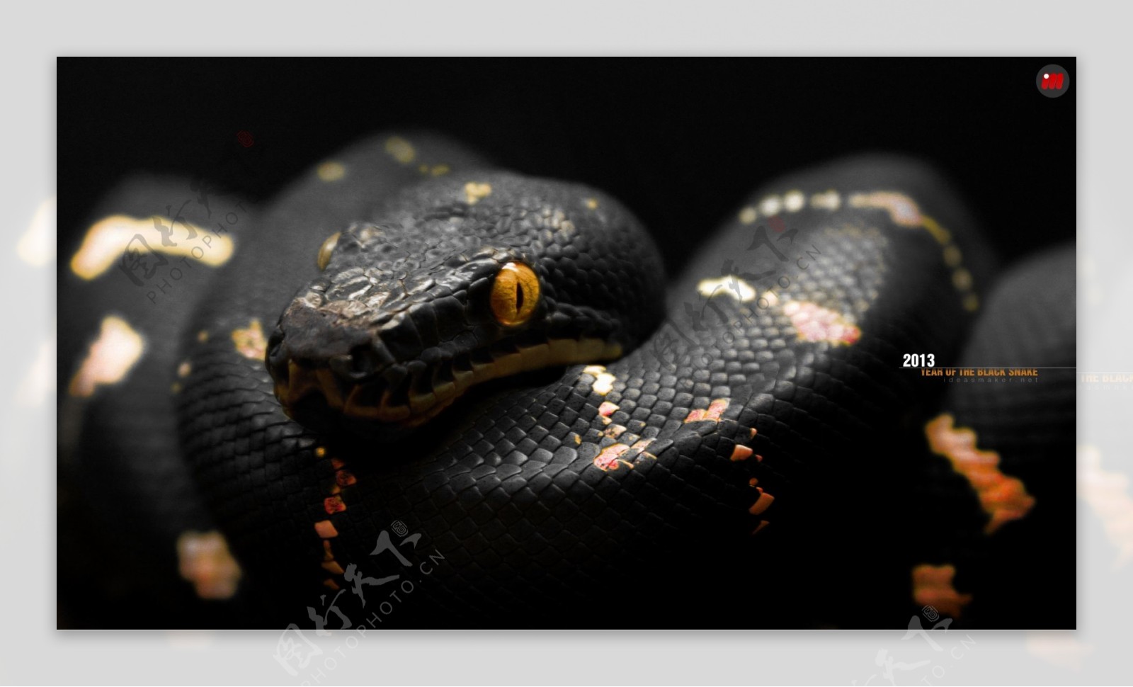 黑色蟒蛇图片