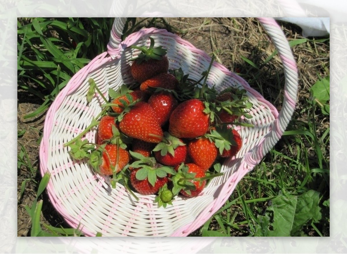一篮草莓图片