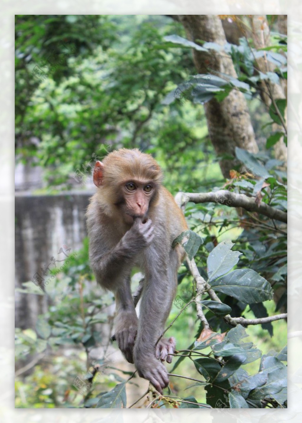 龙虎山猴子图片