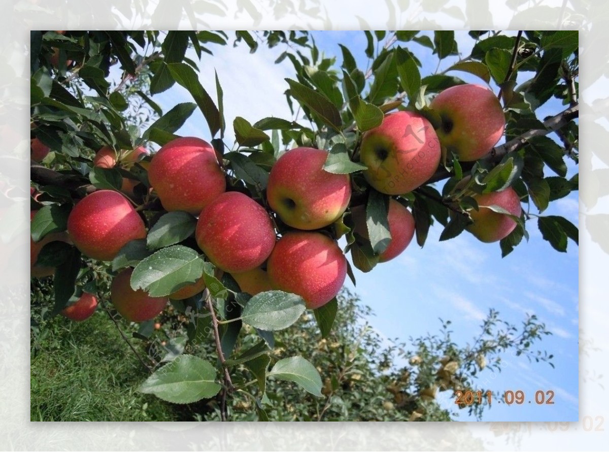 苹果树实景拍摄图片