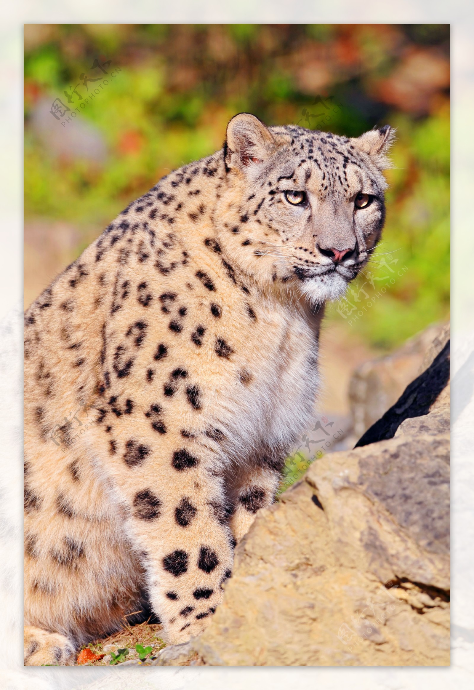 雪豹-动物摄影壁纸预览 | 10wallpaper.com
